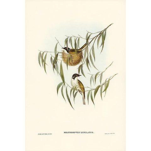 Lunulated Honey-eater-Melithreptus lunulatus White Modern Wood Framed Art Print by Gould, John