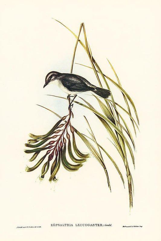 Image Only