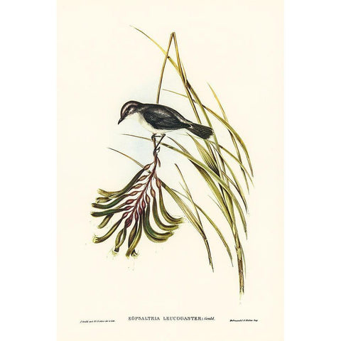 White-bellied Robin Black Modern Wood Framed Art Print with Double Matting by Gould, John