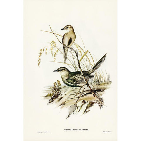 Brown Songlark-Cincloramphus cruralis Gold Ornate Wood Framed Art Print with Double Matting by Gould, John