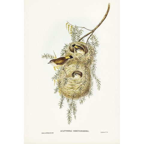 Yellow-rumped Acanthiza-Acanthiza chrysorrhoea White Modern Wood Framed Art Print by Gould, John