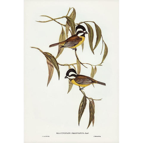 Frontal Shrike-Tit-Falcunculus frontatus Black Modern Wood Framed Art Print with Double Matting by Gould, John