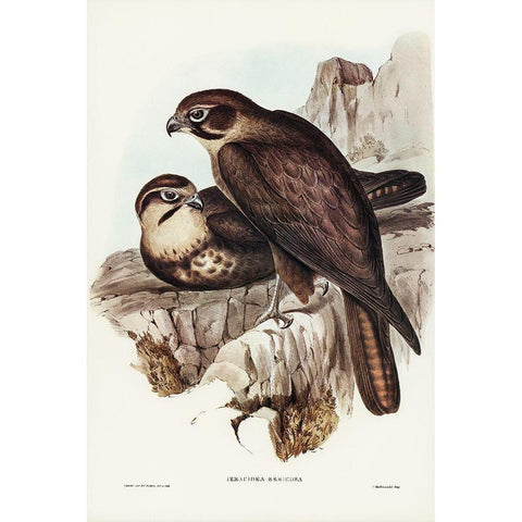 Brown Hawk-Ieracidea Berigora Black Modern Wood Framed Art Print with Double Matting by Gould, John