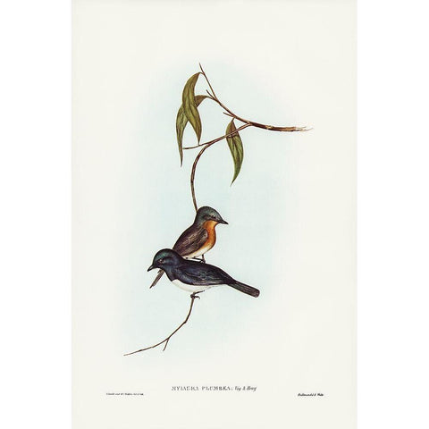 Plumbeous Flycatcher-Myiagra plumbea White Modern Wood Framed Art Print by Gould, John