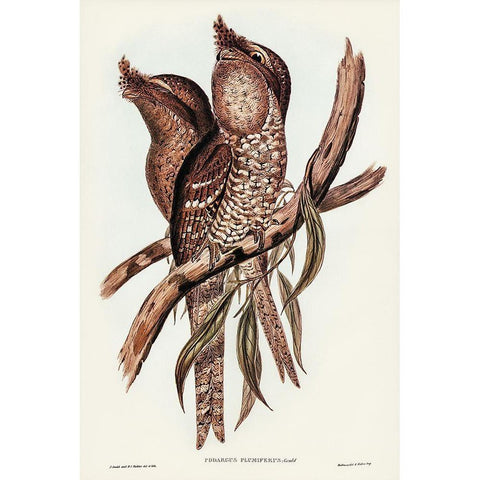 Plumed Podargus-Podargus plumiferus Gold Ornate Wood Framed Art Print with Double Matting by Gould, John