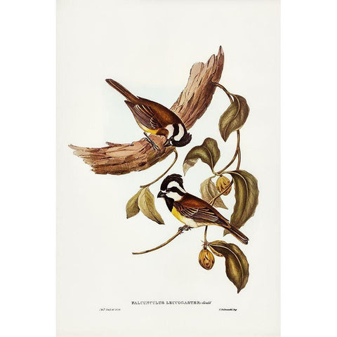 White-bellied Shrike-Tit-Falcunculus leucogaster Black Modern Wood Framed Art Print with Double Matting by Gould, John