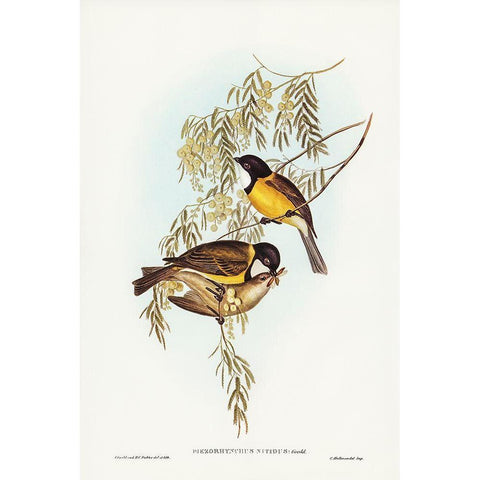 Blue Shining Flycatcher-Piezorhynchus nitidus Gold Ornate Wood Framed Art Print with Double Matting by Gould, John