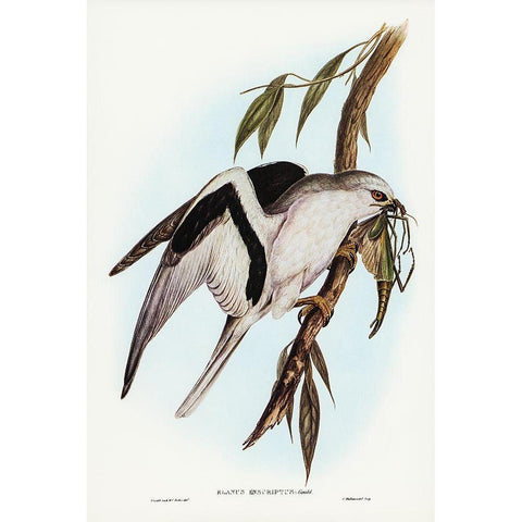 Letter-winged Kite-Elanus sciptus Black Modern Wood Framed Art Print with Double Matting by Gould, John