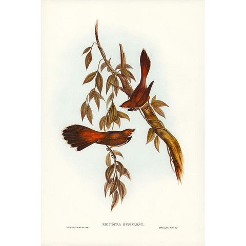 Rufous-fronted Fantail-Rhipidura rufifrons Gold Ornate Wood Framed Art Print with Double Matting by Gould, John