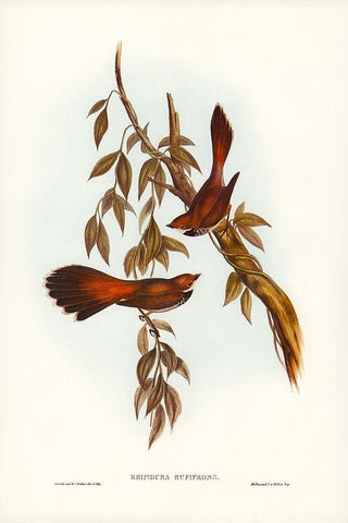 Rufous-fronted Fantail-Rhipidura rufifrons White Modern Wood Framed Art Print with Double Matting by Gould, John