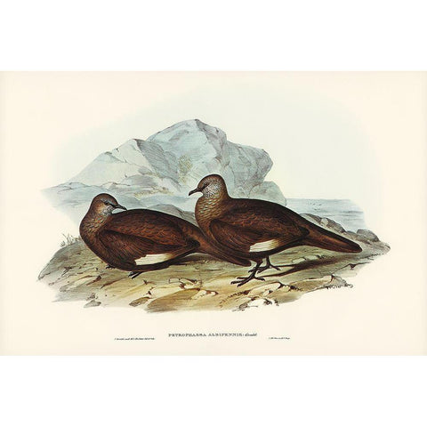 White-quilled Rock Dove-Petrophassa albipennis Gold Ornate Wood Framed Art Print with Double Matting by Gould, John