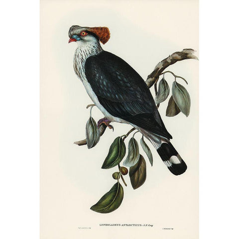 Top-Knot Pigeon-Lopholaimus Antarcticus Black Modern Wood Framed Art Print with Double Matting by Gould, John