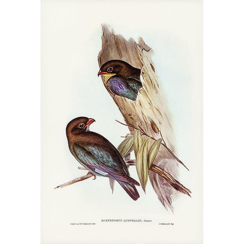 Australian Roller-Eurystomus Australis Gold Ornate Wood Framed Art Print with Double Matting by Gould, John