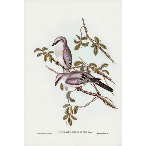 White-bellied Graucalus-Graucalus hypoleucus Black Modern Wood Framed Art Print with Double Matting by Gould, John