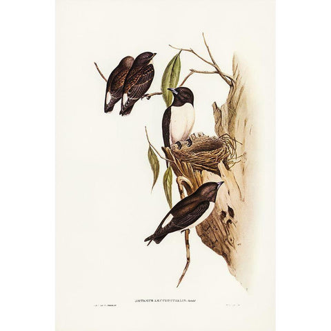 White-rumped Wood Swallow White Modern Wood Framed Art Print by Gould, John