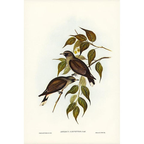 White-vented Wood Swallow-Artamus albiventris Gold Ornate Wood Framed Art Print with Double Matting by Gould, John