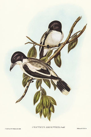 Silvery-backed Butcher-Bird-Cracticus argenteus White Modern Wood Framed Art Print with Double Matting by Gould, John