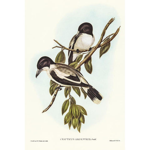 Silvery-backed Butcher-Bird-Cracticus argenteus Gold Ornate Wood Framed Art Print with Double Matting by Gould, John