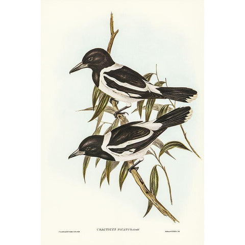 Pied Crow-Shrike-Cracticus picatus Black Modern Wood Framed Art Print by Gould, John