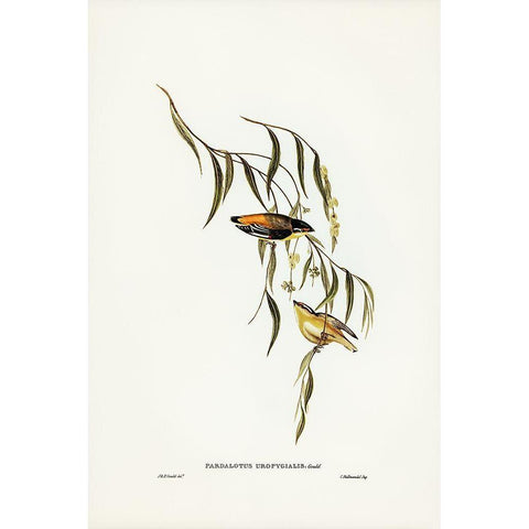 Yellow-rumped Pardalote-Pardalotus uropygialis Black Modern Wood Framed Art Print with Double Matting by Gould, John