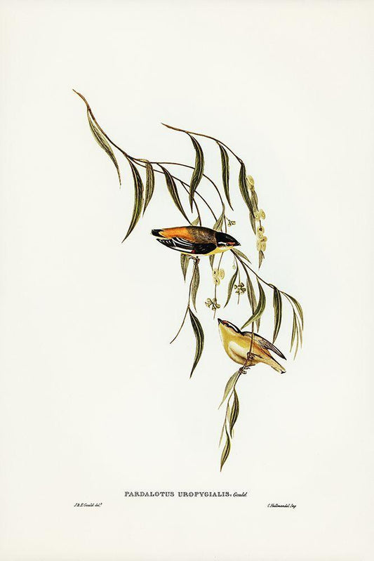 Image Only