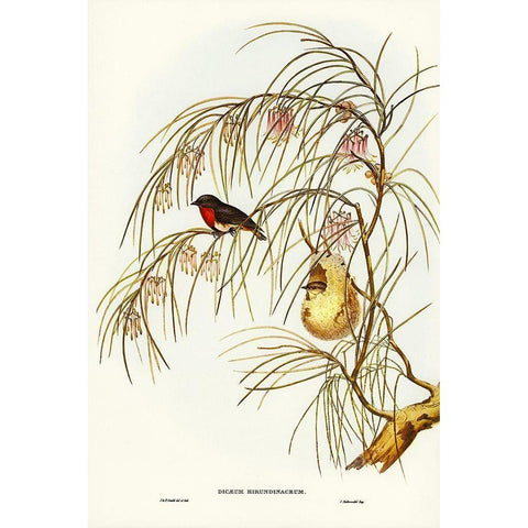 Swallow Dicaeum-Dicaeum hirundinaceum Gold Ornate Wood Framed Art Print with Double Matting by Gould, John