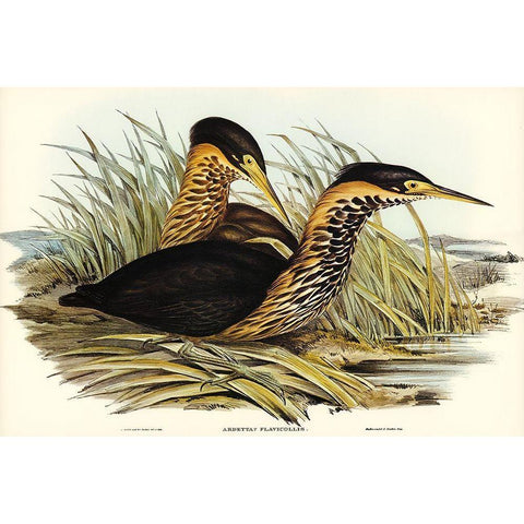 Yellow-necked Bittern-Ardetta flavicollis White Modern Wood Framed Art Print by Gould, John