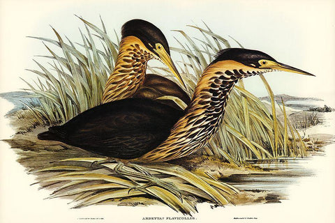 Yellow-necked Bittern-Ardetta flavicollis Black Ornate Wood Framed Art Print with Double Matting by Gould, John