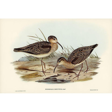 Little Whimbrel-Numenius minutus Black Modern Wood Framed Art Print with Double Matting by Gould, John