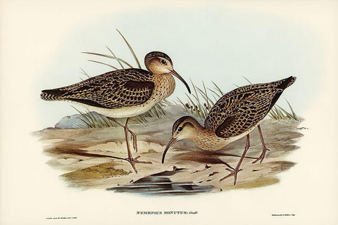 Little Whimbrel-Numenius minutus Black Ornate Wood Framed Art Print with Double Matting by Gould, John