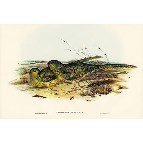 Ground Parakeet-Pezoporus formosus Gold Ornate Wood Framed Art Print with Double Matting by Gould, John