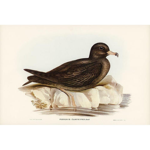 Fleshy-footed Petrel-Puffinus carneipes Black Modern Wood Framed Art Print with Double Matting by Gould, John