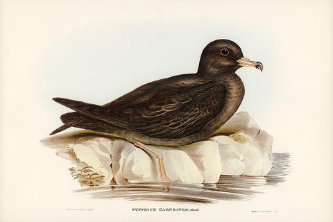 Fleshy-footed Petrel-Puffinus carneipes Black Ornate Wood Framed Art Print with Double Matting by Gould, John