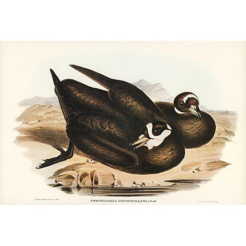 Spectacled Petrel-Procellaria conspicillata Black Modern Wood Framed Art Print by Gould, John