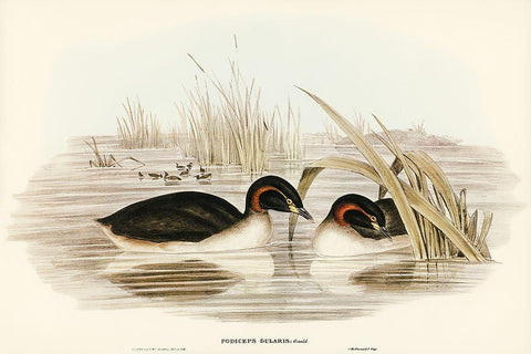 Black-throated Grabe-Podiceps gularis Black Ornate Wood Framed Art Print with Double Matting by Gould, John