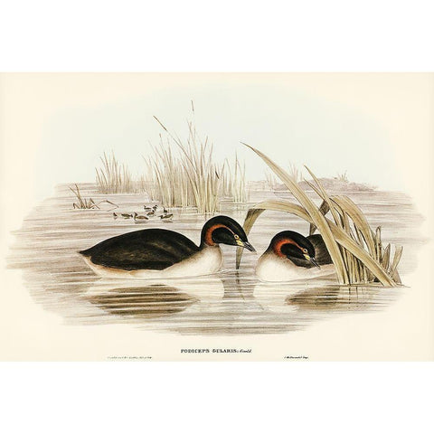 Black-throated Grabe-Podiceps gularis Black Modern Wood Framed Art Print with Double Matting by Gould, John