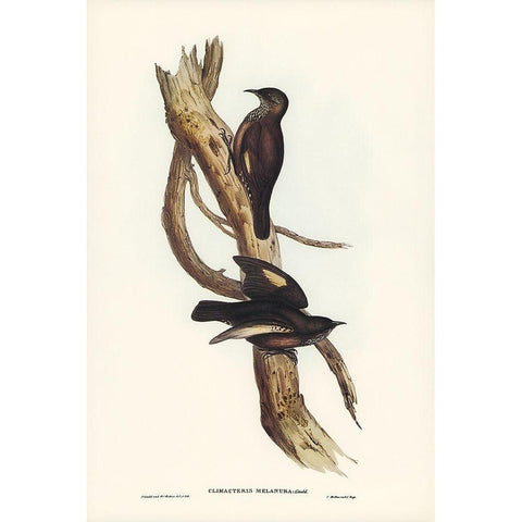 Black-tailed Tree-Creeper-Climacteris melanura Black Modern Wood Framed Art Print with Double Matting by Gould, John