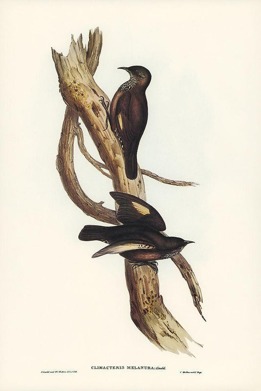 Image Only