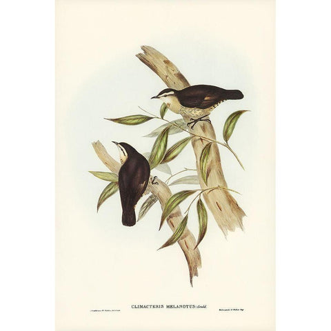 Black-backed Tree-Creeper-Climacteris melanotus White Modern Wood Framed Art Print by Gould, John