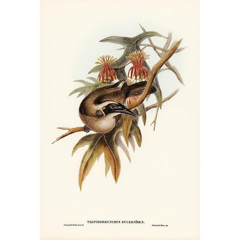 Helmeted Honey-eater-Tropidorhynchus Buceroides Gold Ornate Wood Framed Art Print with Double Matting by Gould, John