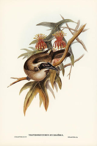 Helmeted Honey-eater-Tropidorhynchus Buceroides White Modern Wood Framed Art Print with Double Matting by Gould, John