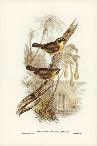 Yellow-throated Sericornis-Sericornis citreogularis Black Ornate Wood Framed Art Print with Double Matting by Gould, John