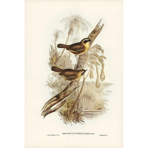 Yellow-throated Sericornis-Sericornis citreogularis Gold Ornate Wood Framed Art Print with Double Matting by Gould, John