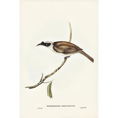 Silvery-crowned Friar Bird-Tropidorhynchus argenticeps White Modern Wood Framed Art Print by Gould, John