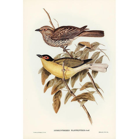 Yellow-bellied Sphecotheres-Sphecotheres flaviventris White Modern Wood Framed Art Print by Gould, John