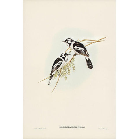 White-eared Flycatcher-Monarcha leucotis Gold Ornate Wood Framed Art Print with Double Matting by Gould, John