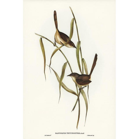 Long-billed Bristle Bird-Dasyornis longirostris White Modern Wood Framed Art Print by Gould, John