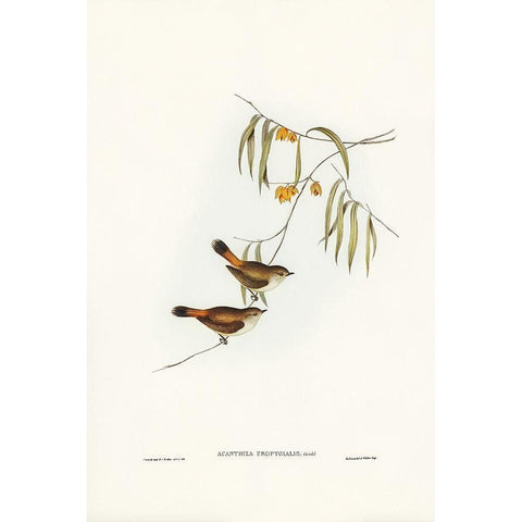 Chestnut-rumped Acanthiza-Acanthiza uropygialis Gold Ornate Wood Framed Art Print with Double Matting by Gould, John