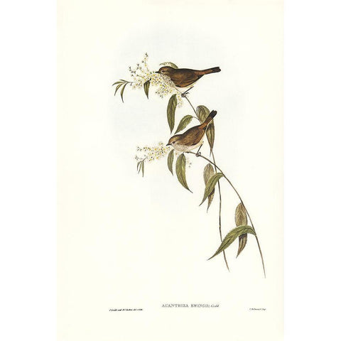 Ewingâ€™s Acanthiza-Canthiza Ewingii White Modern Wood Framed Art Print by Gould, John