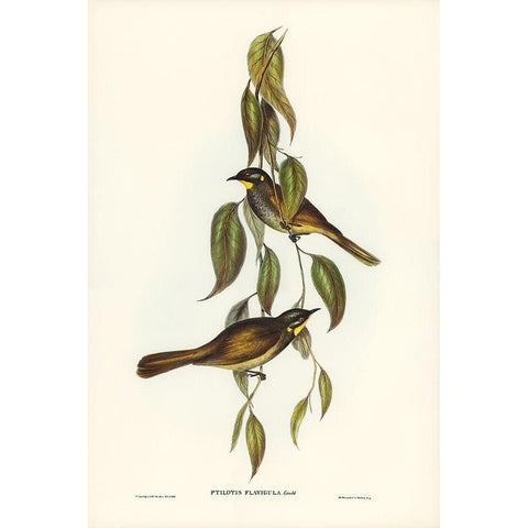 Yellow-throated Honey-eater-Ptilotis flavigula Black Modern Wood Framed Art Print with Double Matting by Gould, John